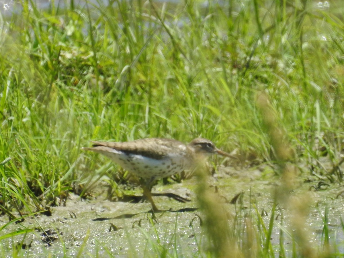 Spotted Sandpiper - ML621075281