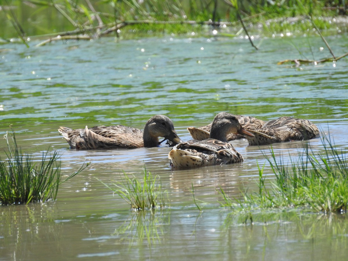 Mallard - ML621075305