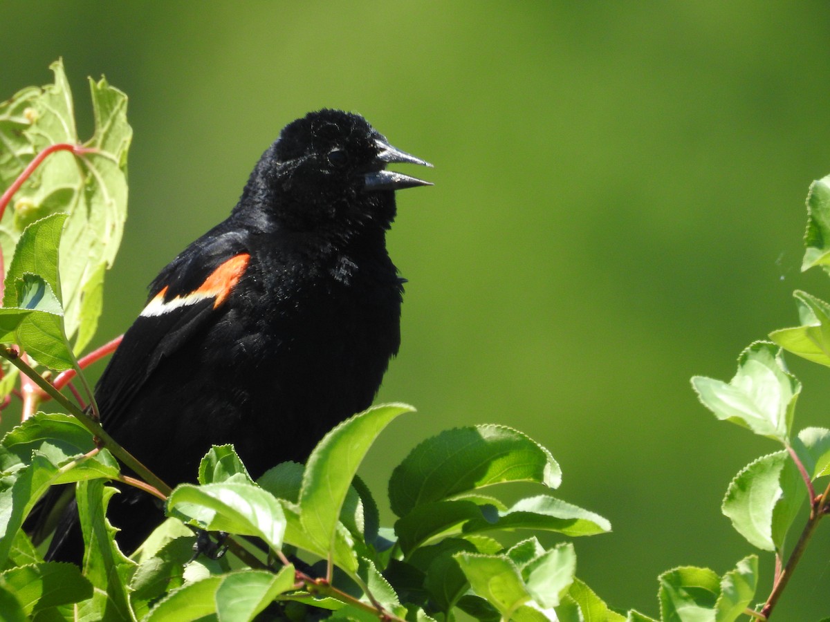 Red-winged Blackbird - ML621075342