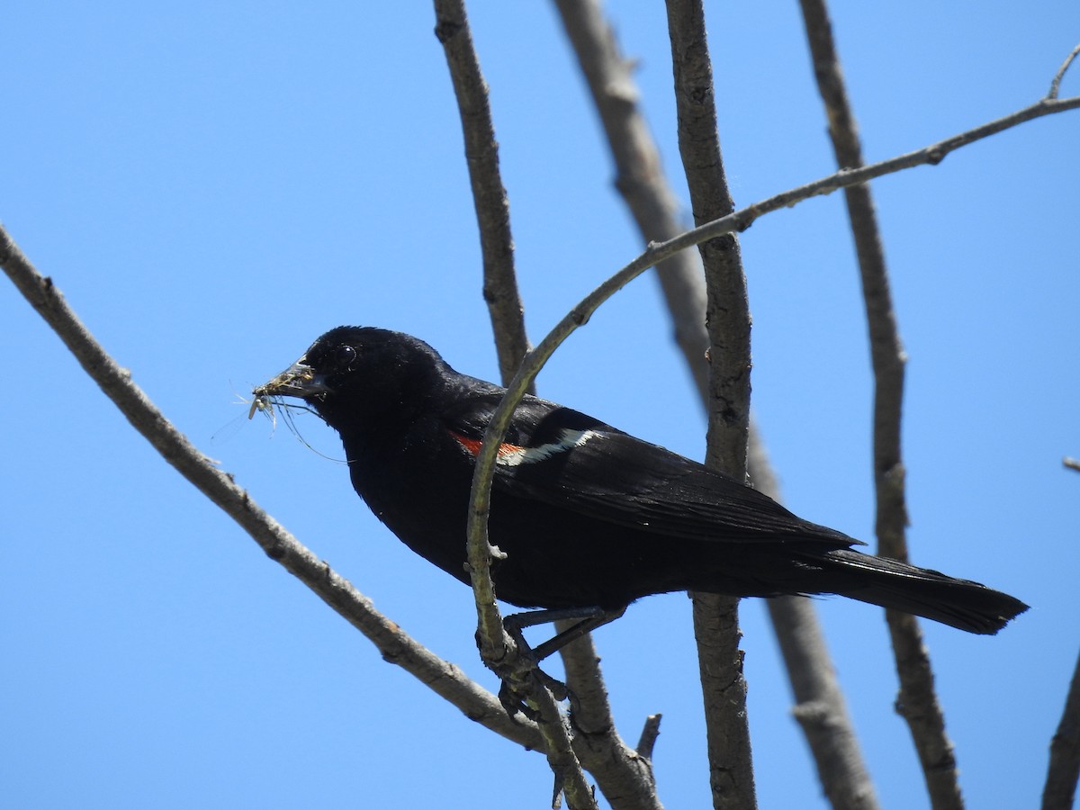 Red-winged Blackbird - ML621075367