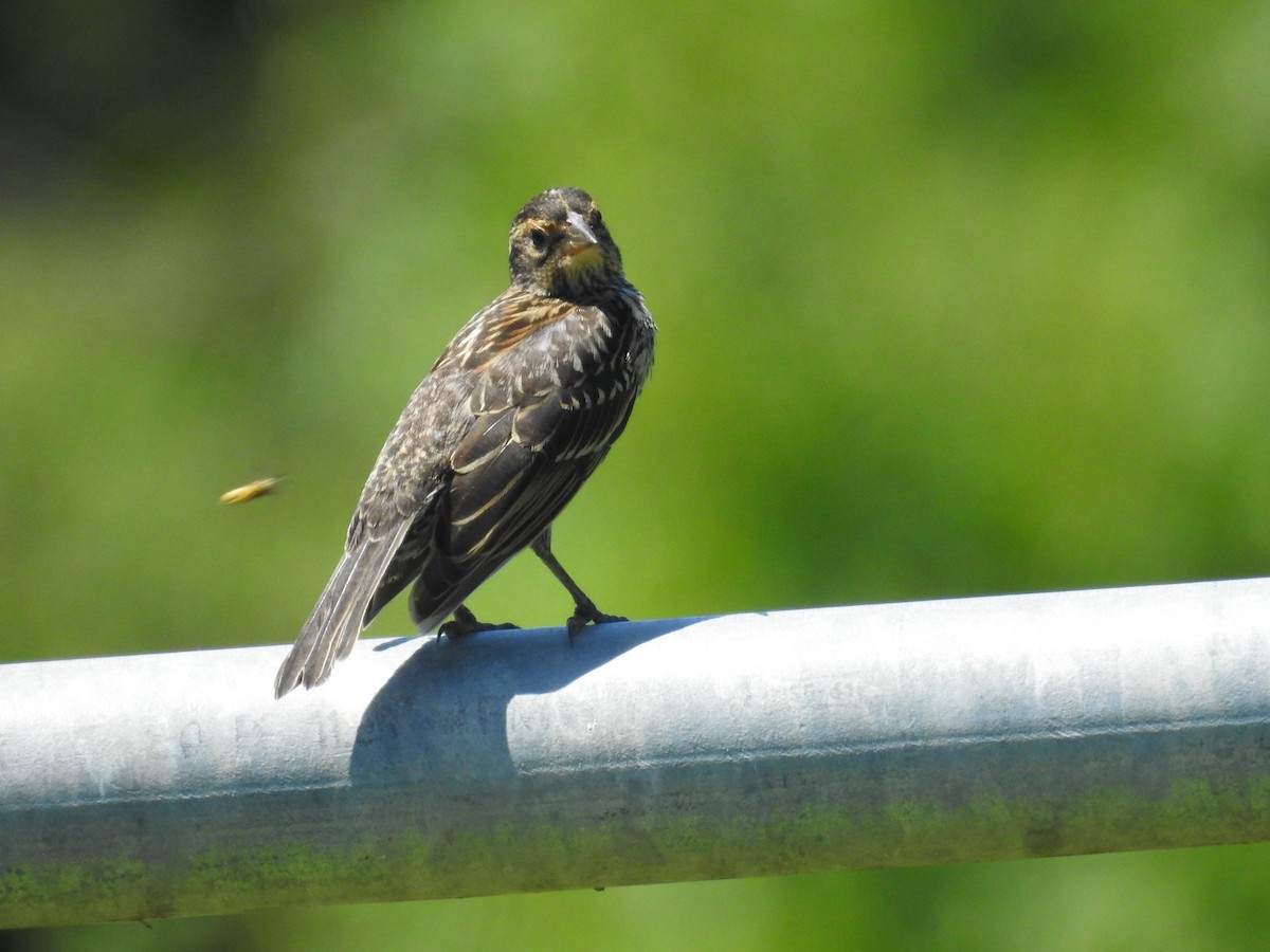 Red-winged Blackbird - ML621075403