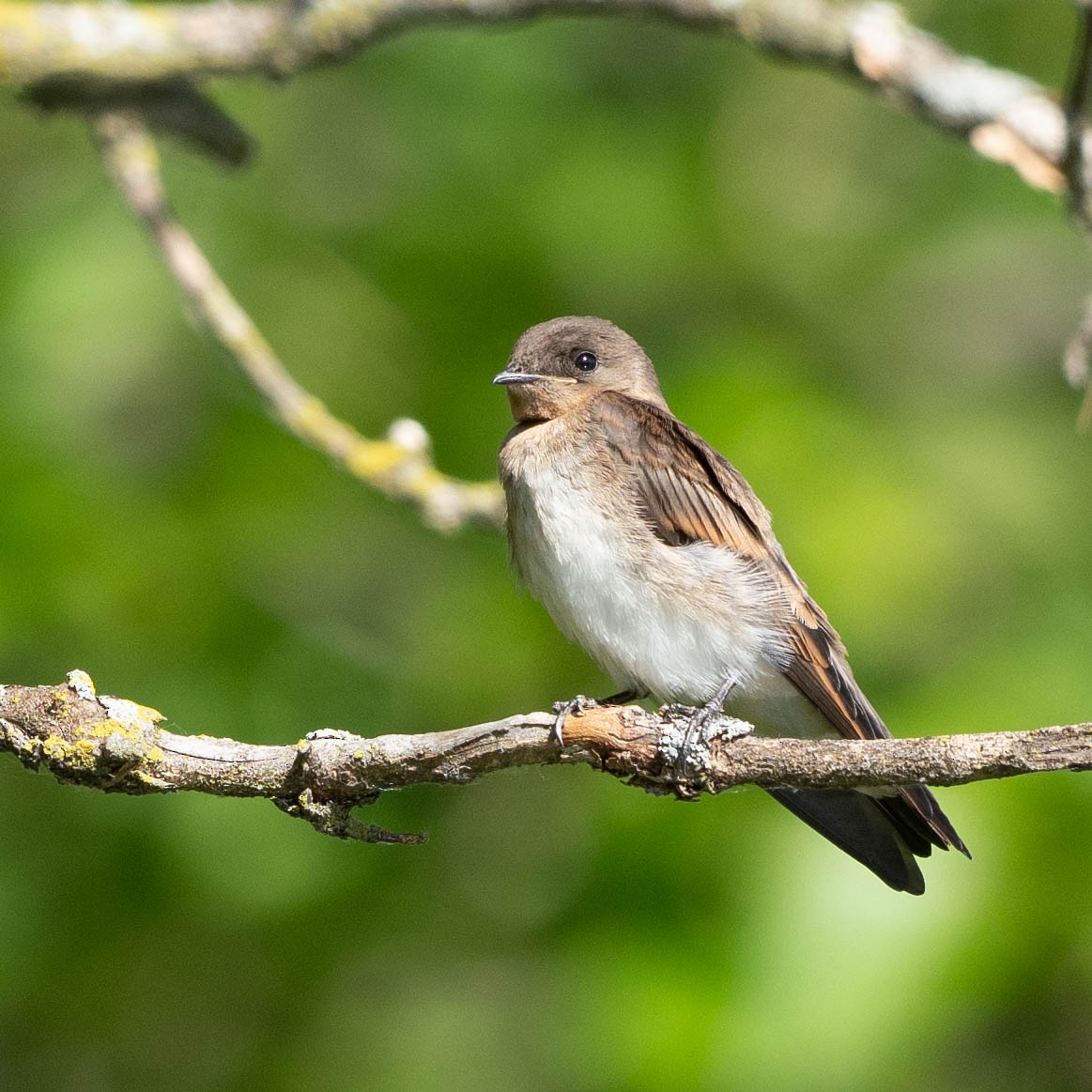 Northern Rough-winged Swallow - ML621075410