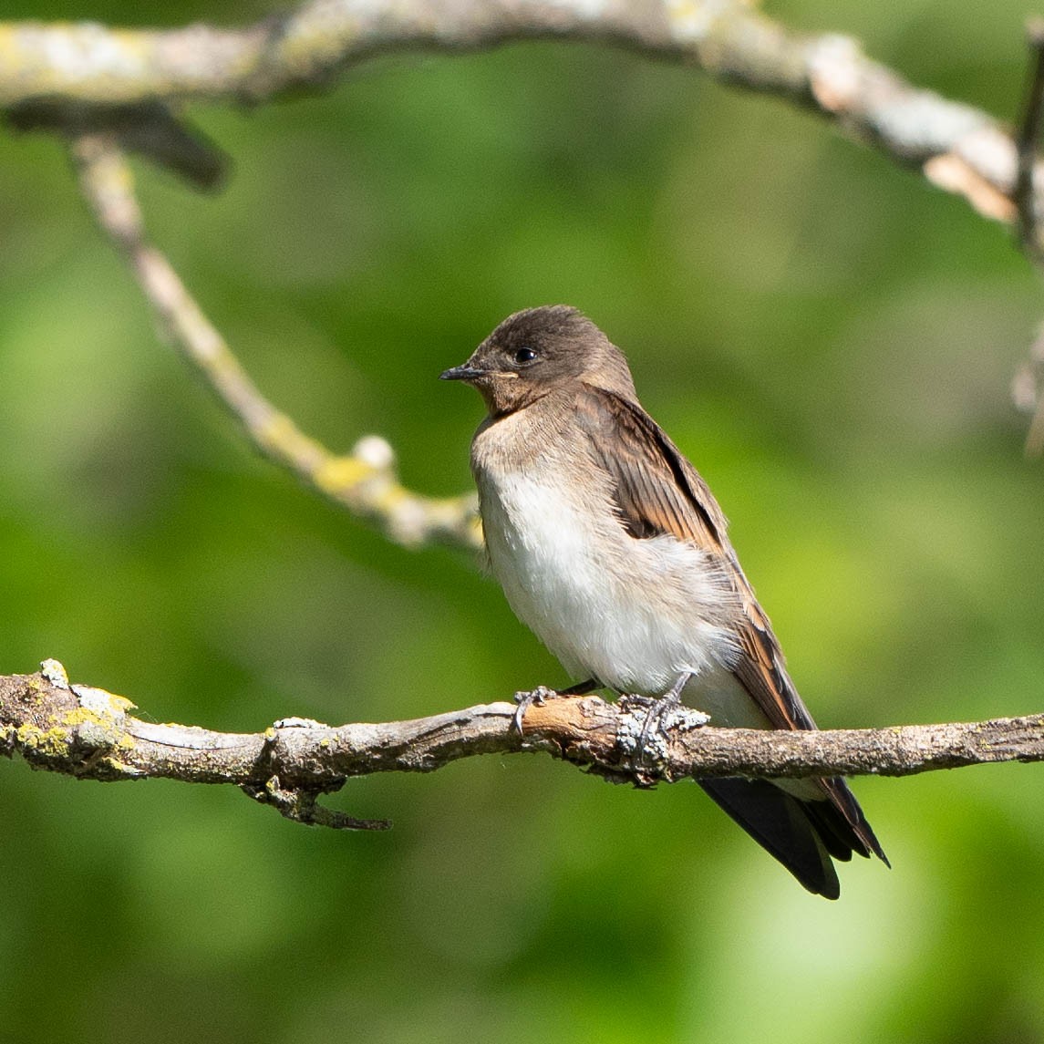 Northern Rough-winged Swallow - ML621075411