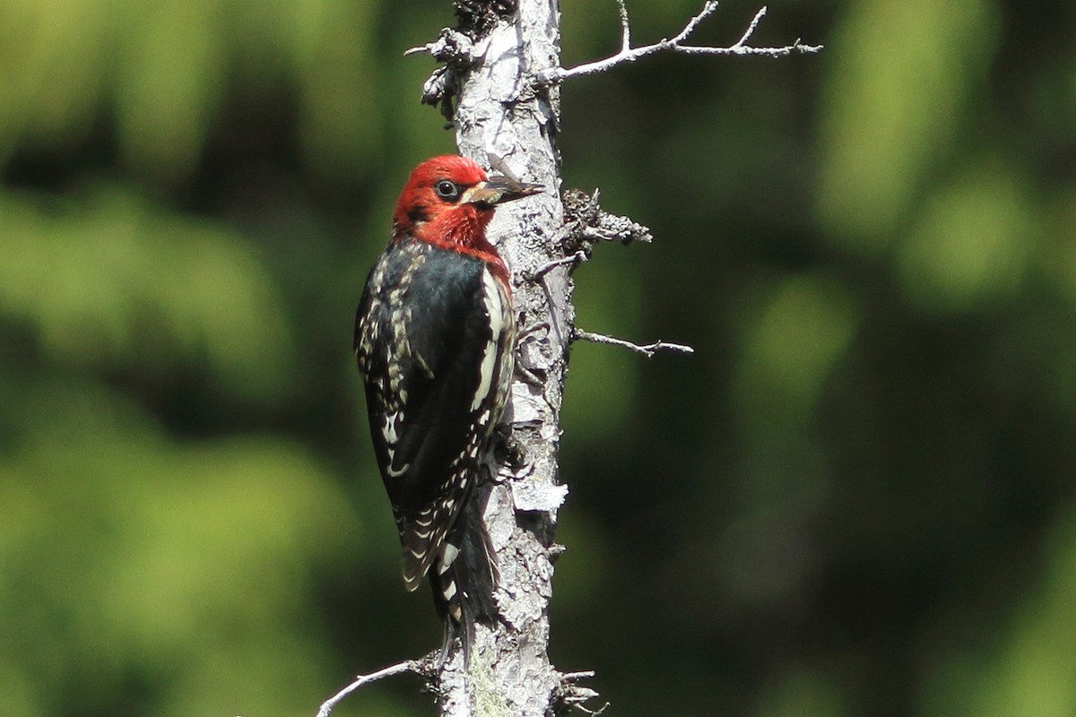 Red-breasted Sapsucker - ML621075421