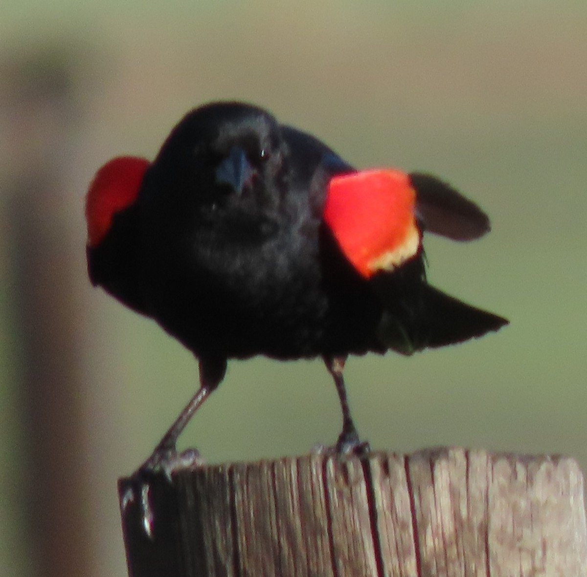 Red-winged Blackbird - ML621075427