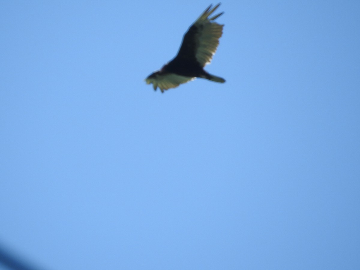 Turkey Vulture - ML621075428