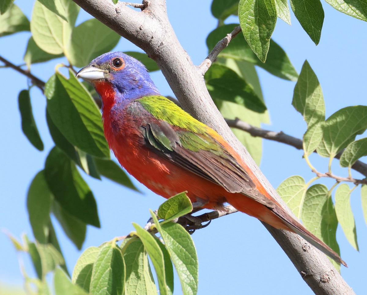 Painted Bunting - ML621075435