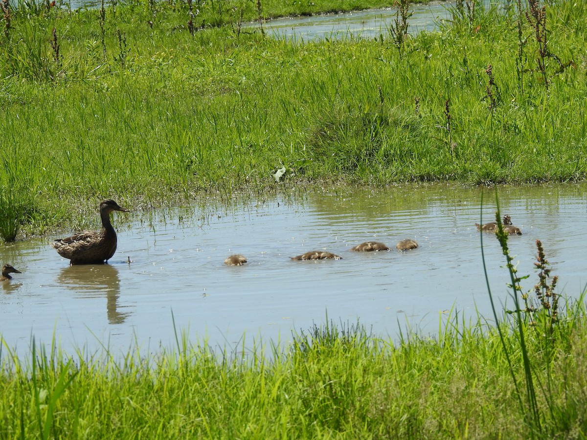 Mallard - ML621075439