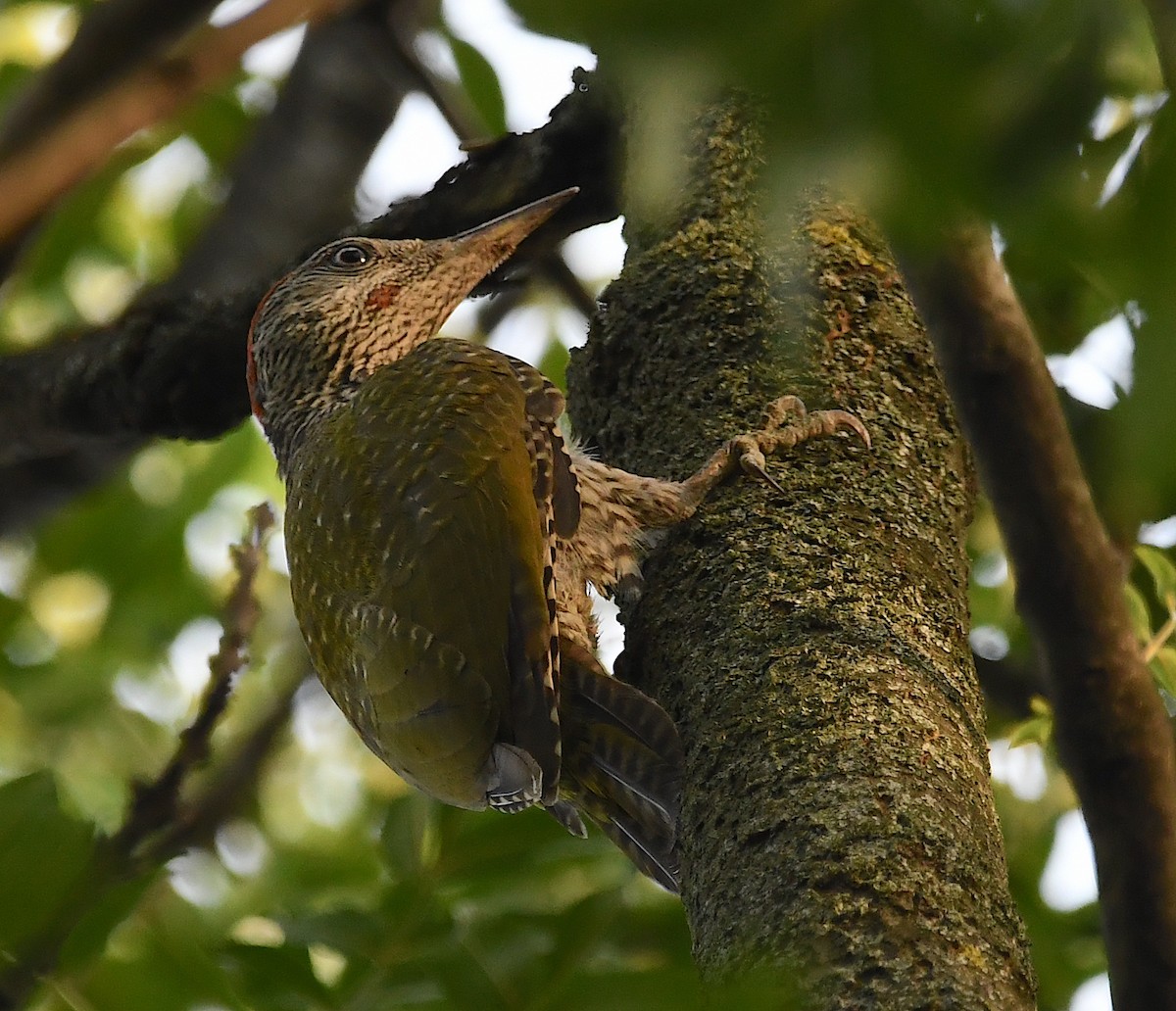 Eurasian Green Woodpecker - ML621075440