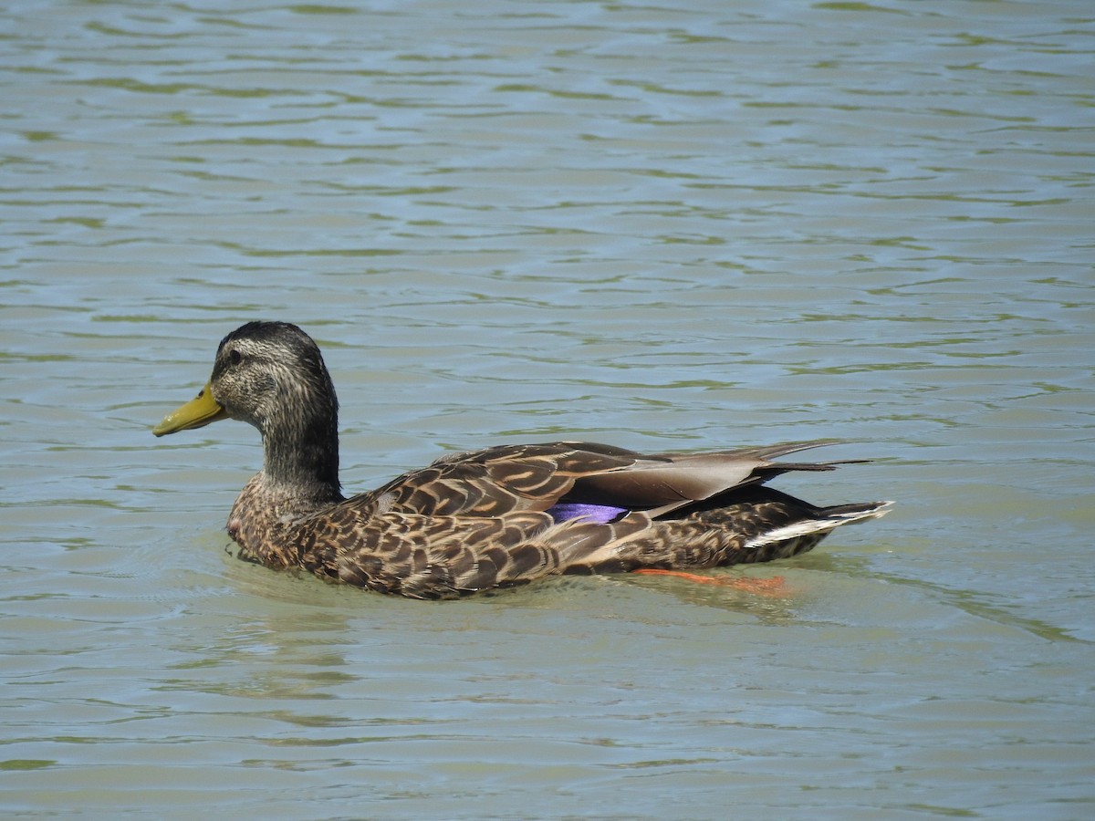 Mallard - ML621075450