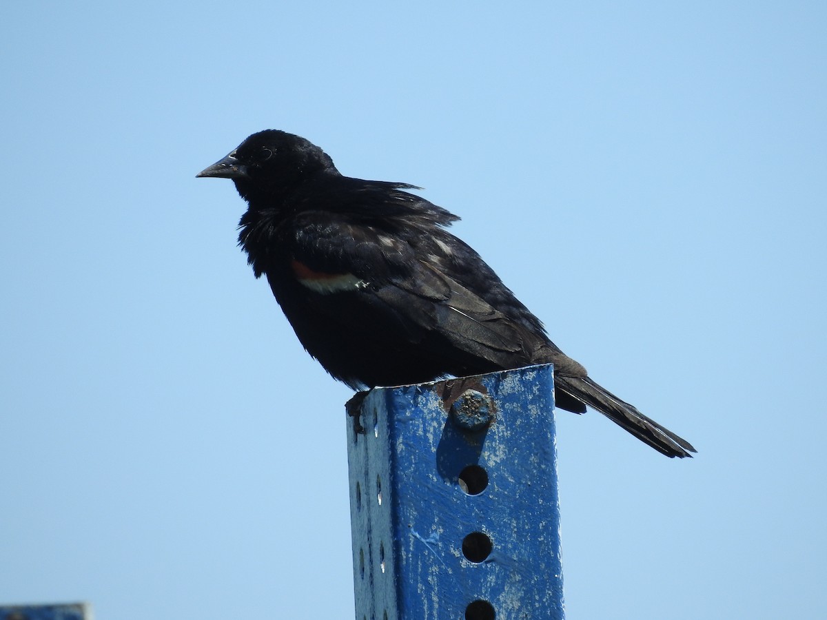 Red-winged Blackbird - ML621075459