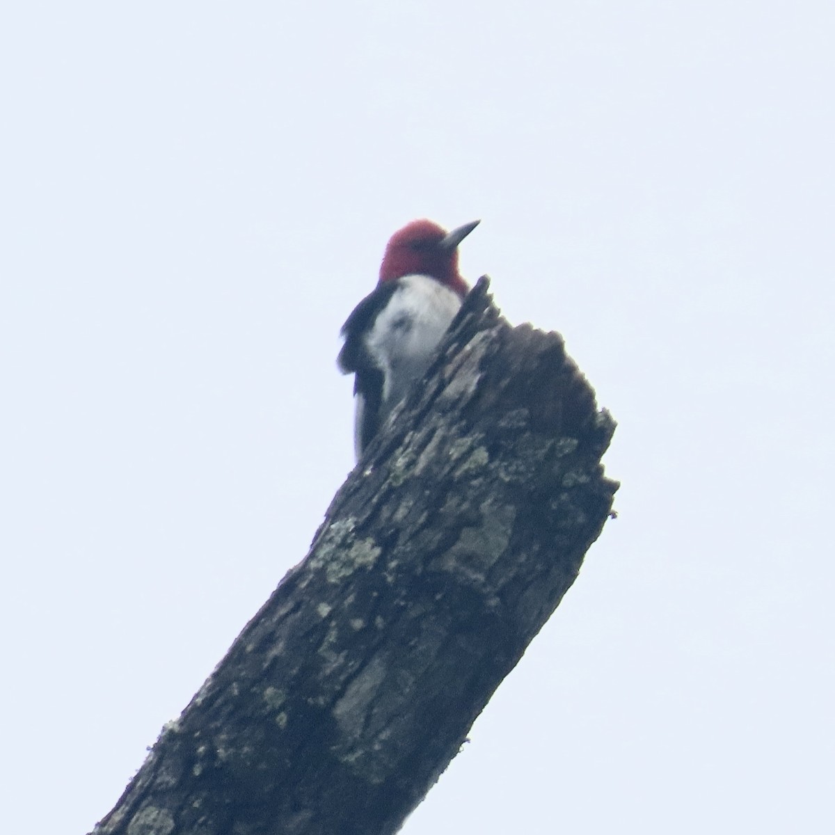 Red-headed Woodpecker - ML621075460
