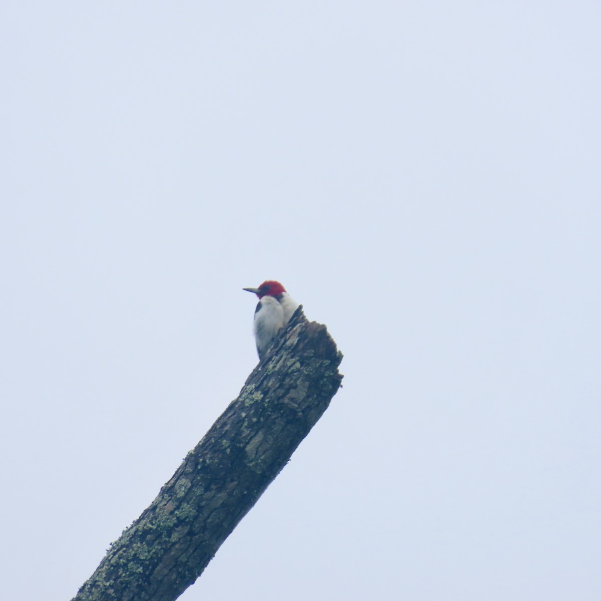 Red-headed Woodpecker - ML621075462