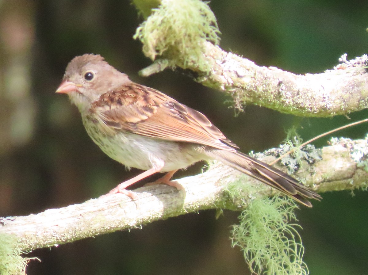 Field Sparrow - ML621075530