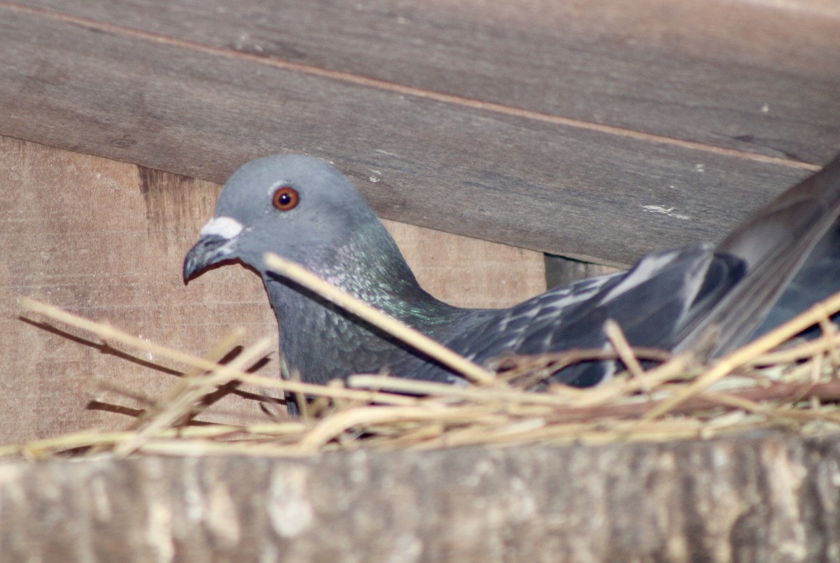 Pigeon biset (forme domestique) - ML621075576