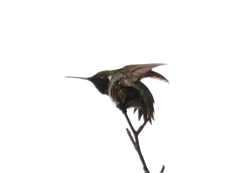 Ruby-throated Hummingbird - Eric Ginsburg