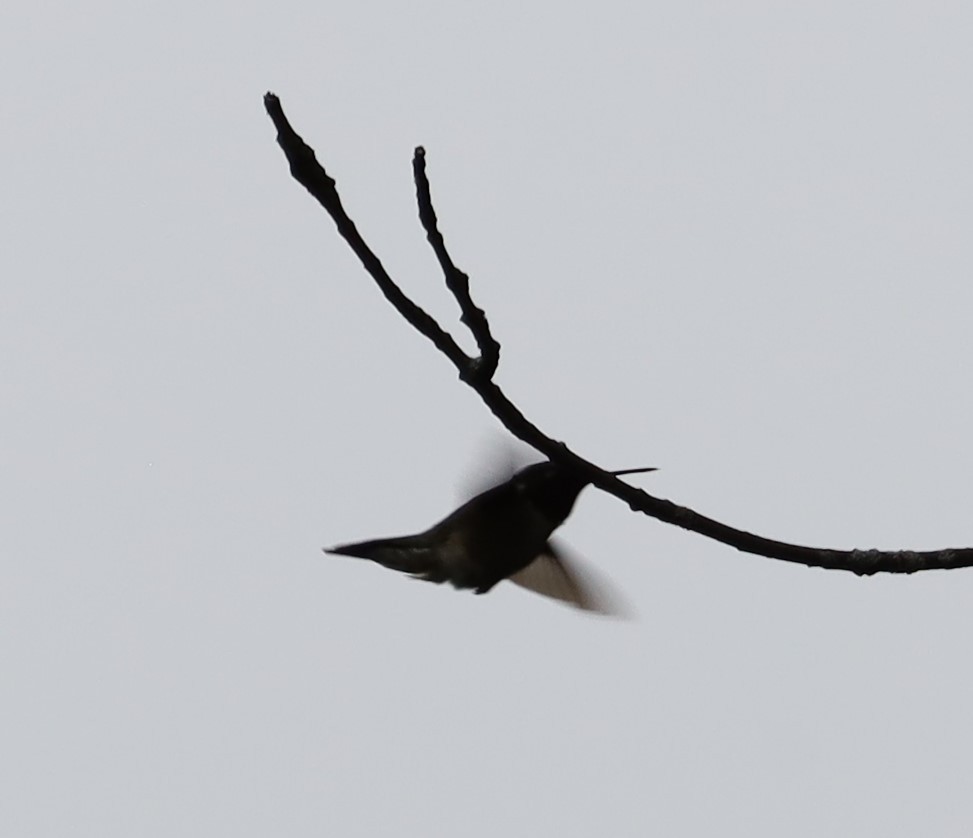 Yakut Boğazlı Kolibri - ML621075594