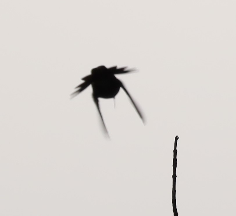 Yakut Boğazlı Kolibri - ML621075596