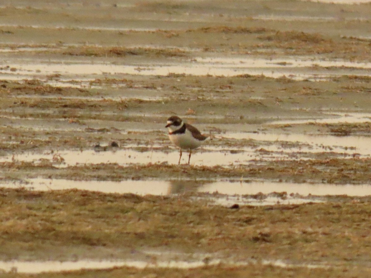 Semipalmated Plover - ML621075668