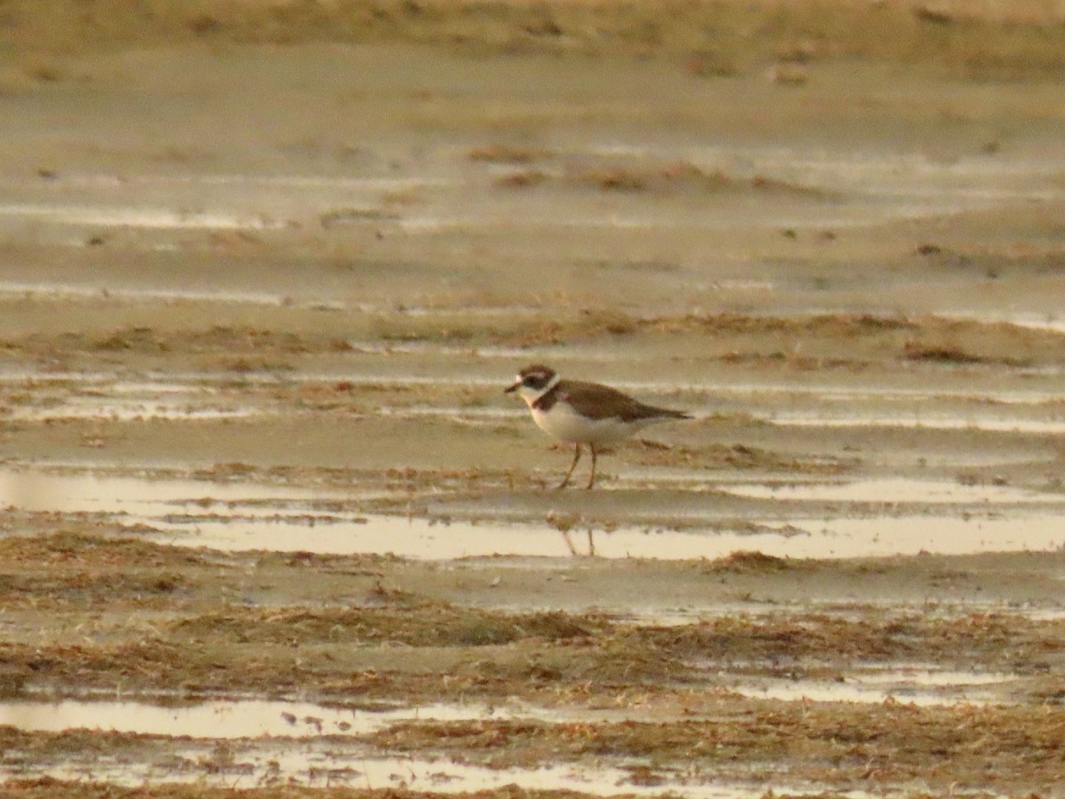 Semipalmated Plover - ML621075669