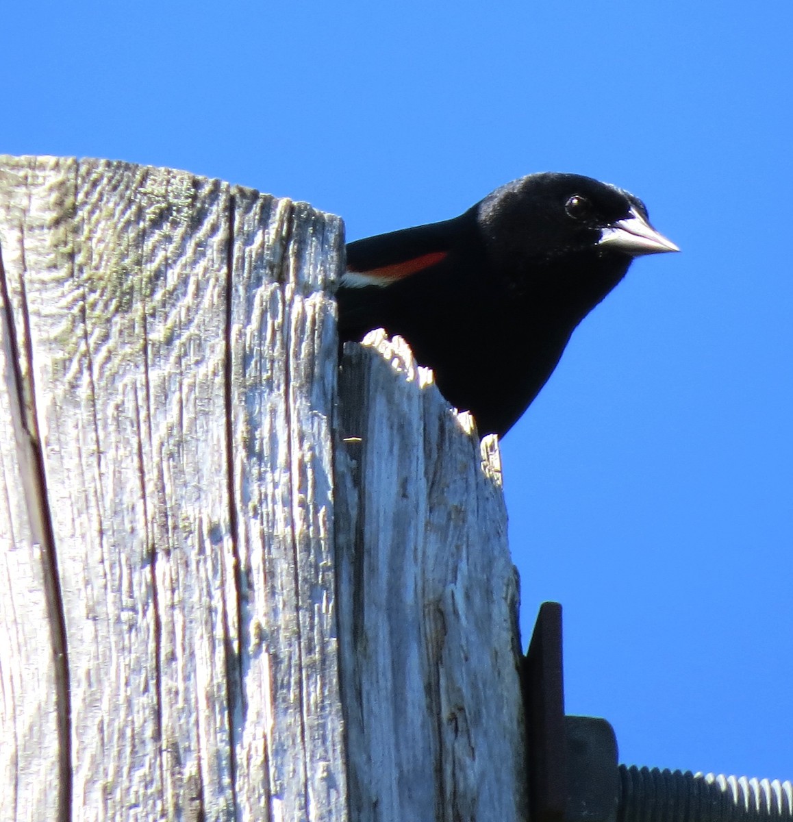 Red-winged Blackbird - ML621075692