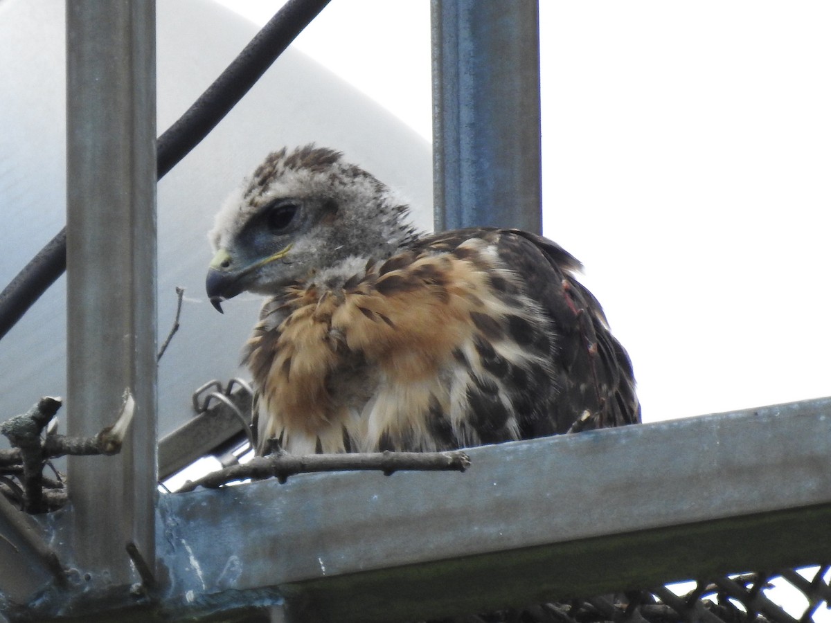 Red-tailed Hawk (borealis) - ML621075714