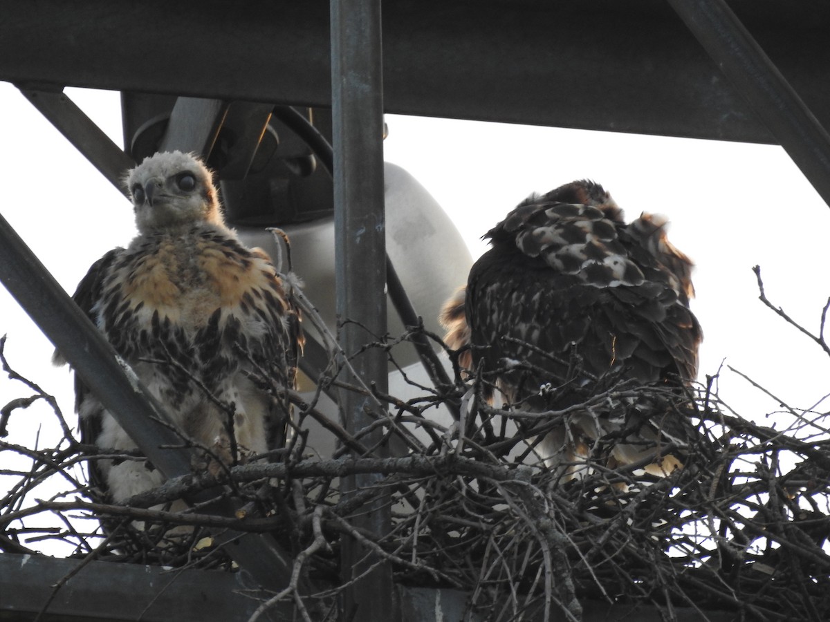 Red-tailed Hawk (borealis) - ML621075715