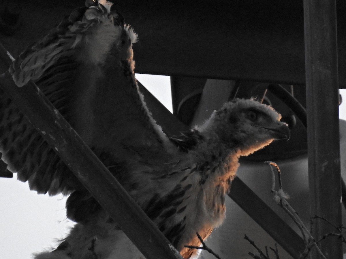 Red-tailed Hawk (borealis) - ML621075716
