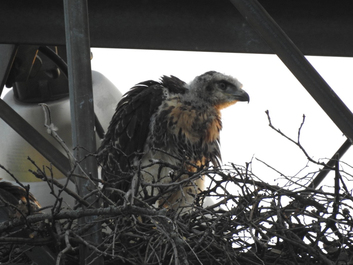 Red-tailed Hawk (borealis) - ML621075717