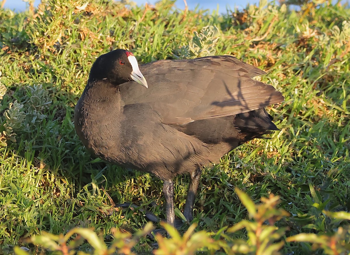 Red-knobbed Coot - ML621075754