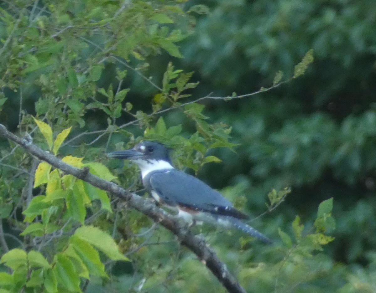 Belted Kingfisher - ML621075757