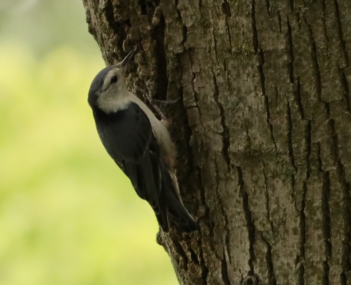 White-breasted Nuthatch - ML621075762