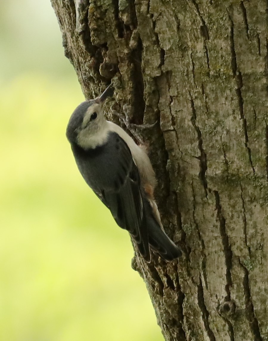White-breasted Nuthatch - ML621075763