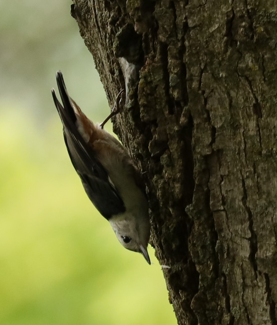 White-breasted Nuthatch - ML621075766