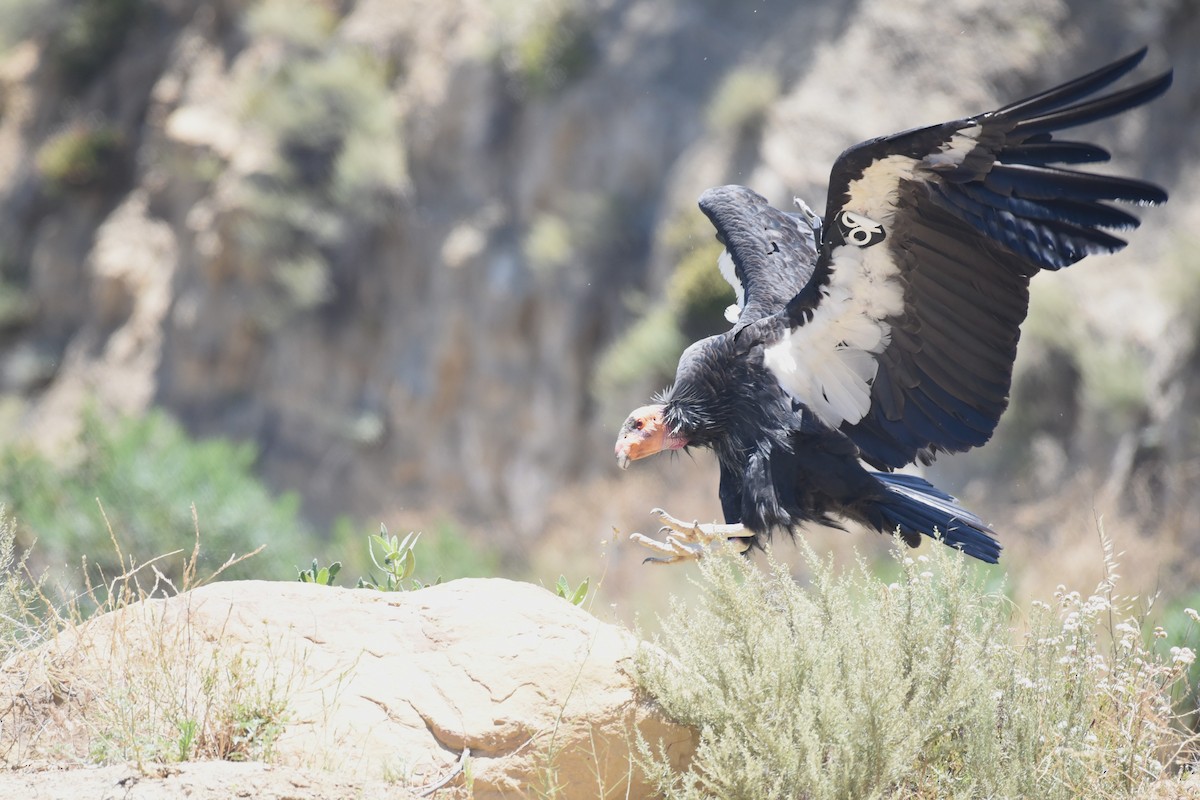 California Condor - ML621075777