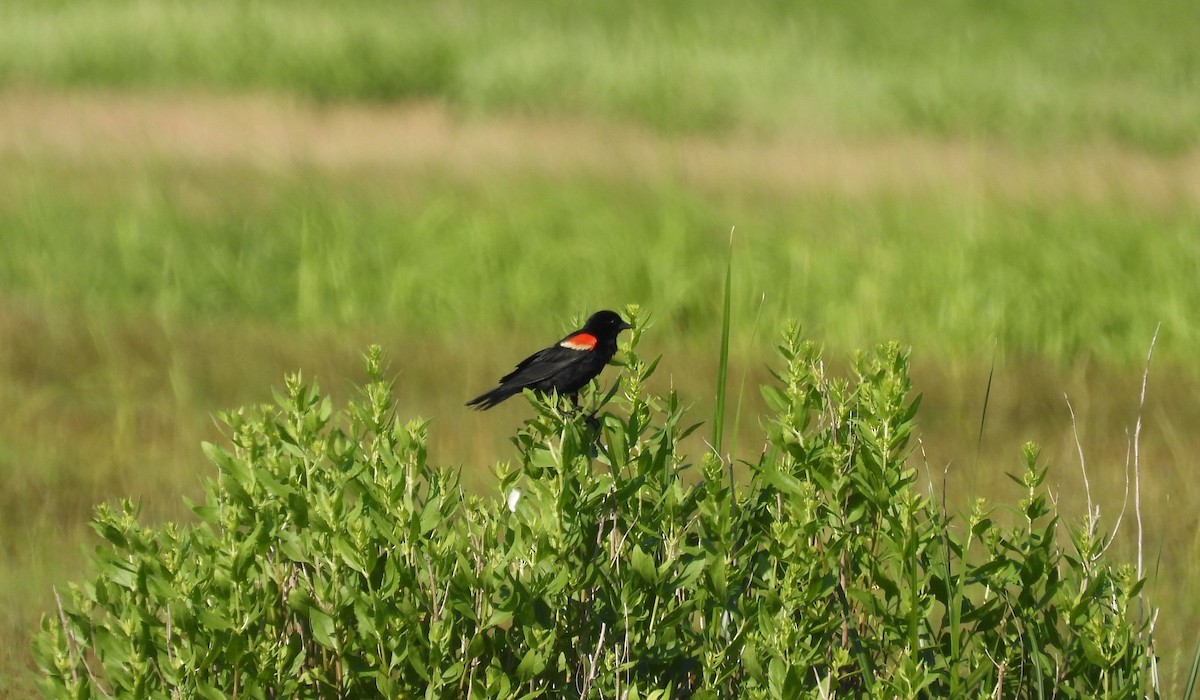 Red-winged Blackbird - ML621075797