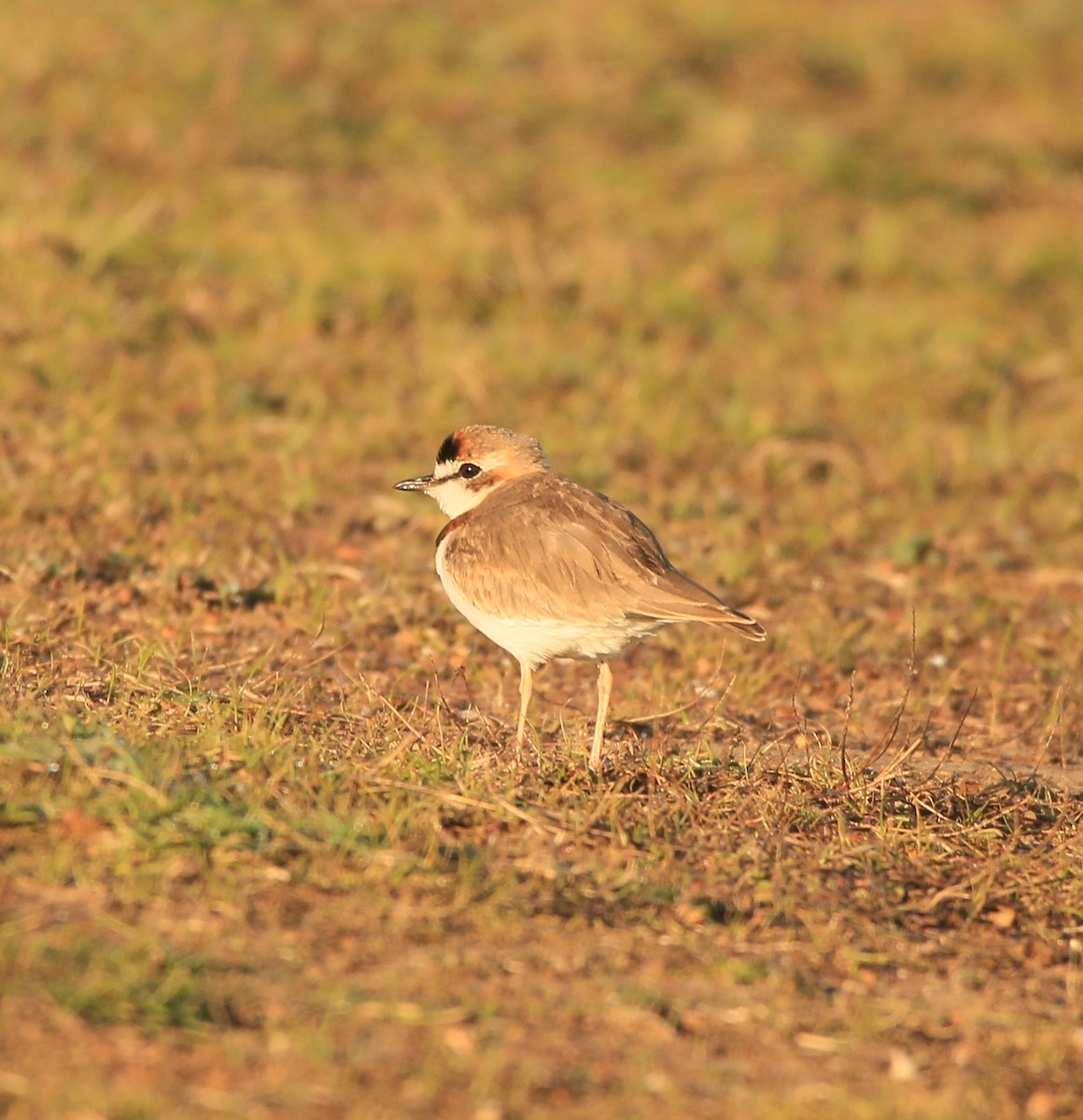 Collared Plover - ML621075812