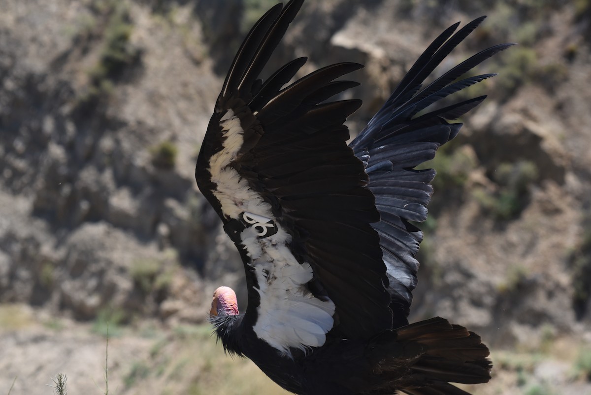 California Condor - ML621075819