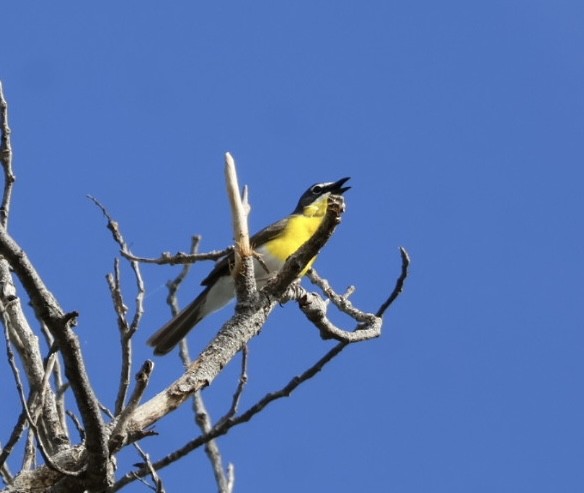 Yellow-breasted Chat - ML621075835