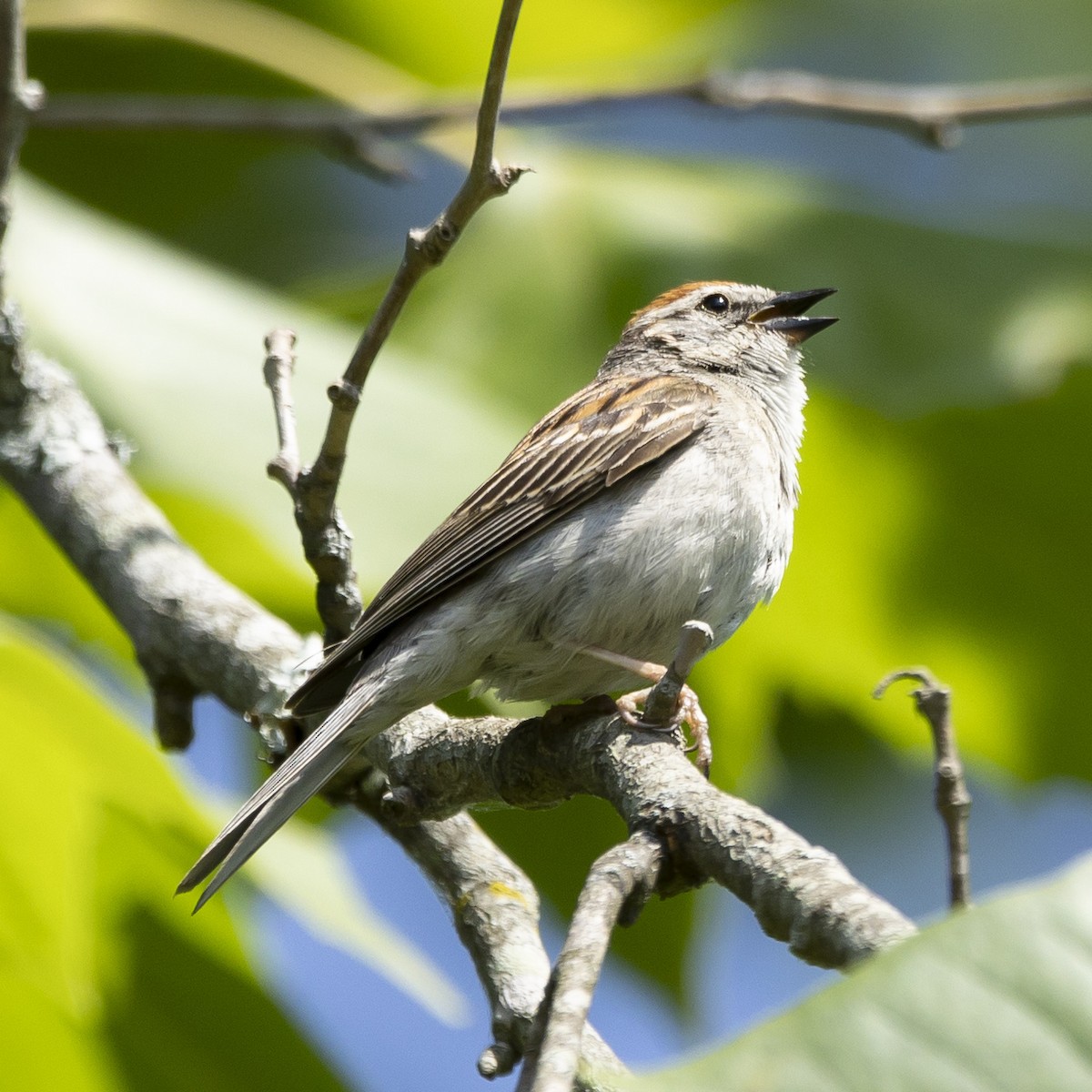 Chipping Sparrow - ML621075840
