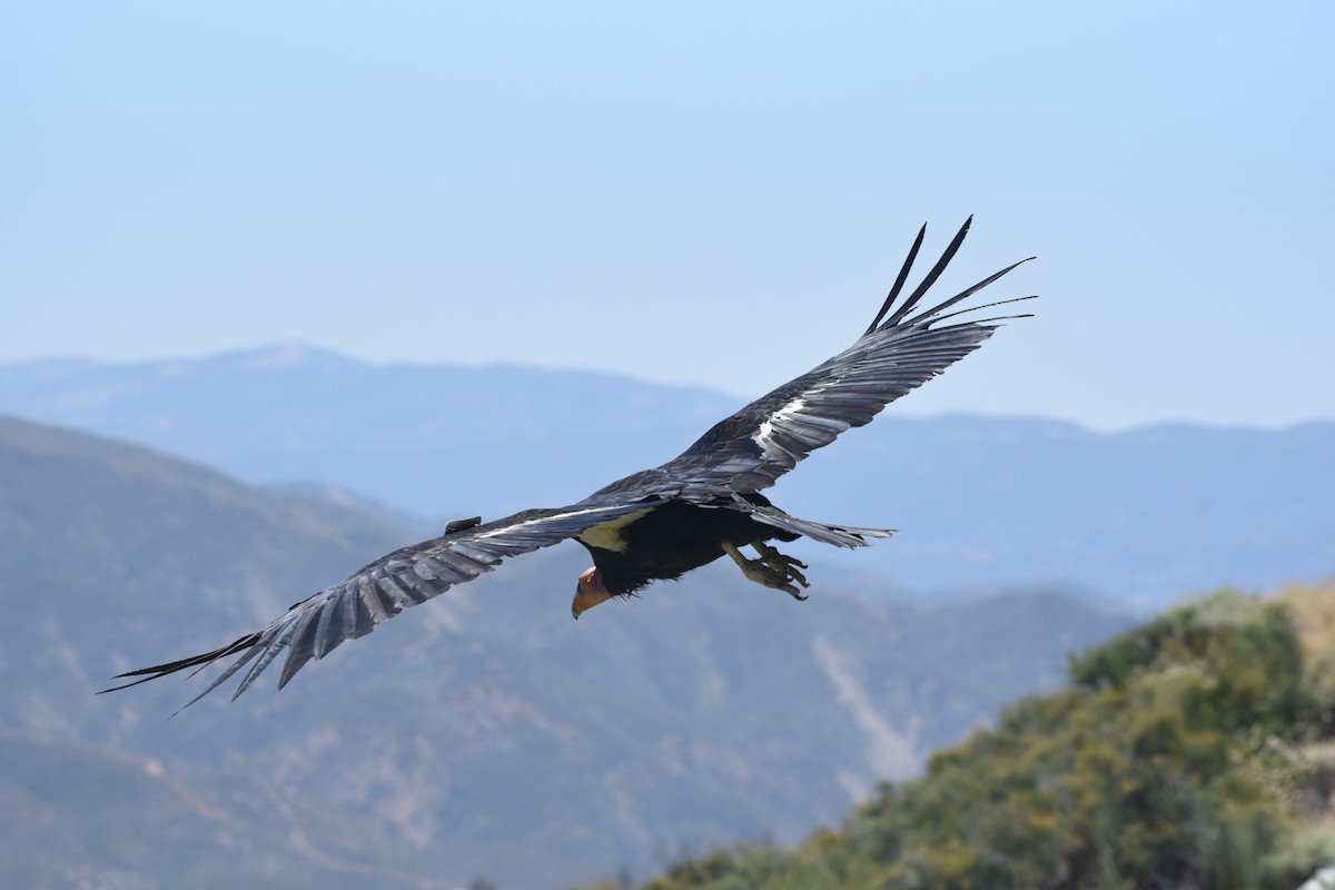 California Condor - ML621075855