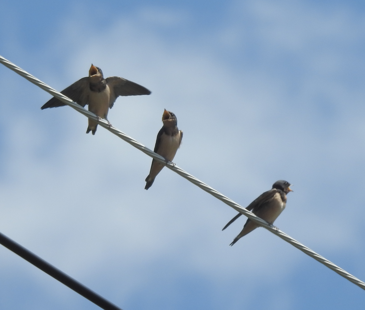 Асрын хараацай - ML621075857