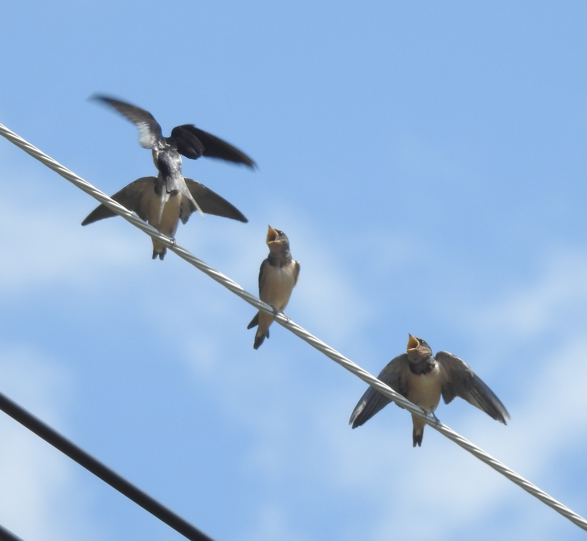 Асрын хараацай - ML621075858