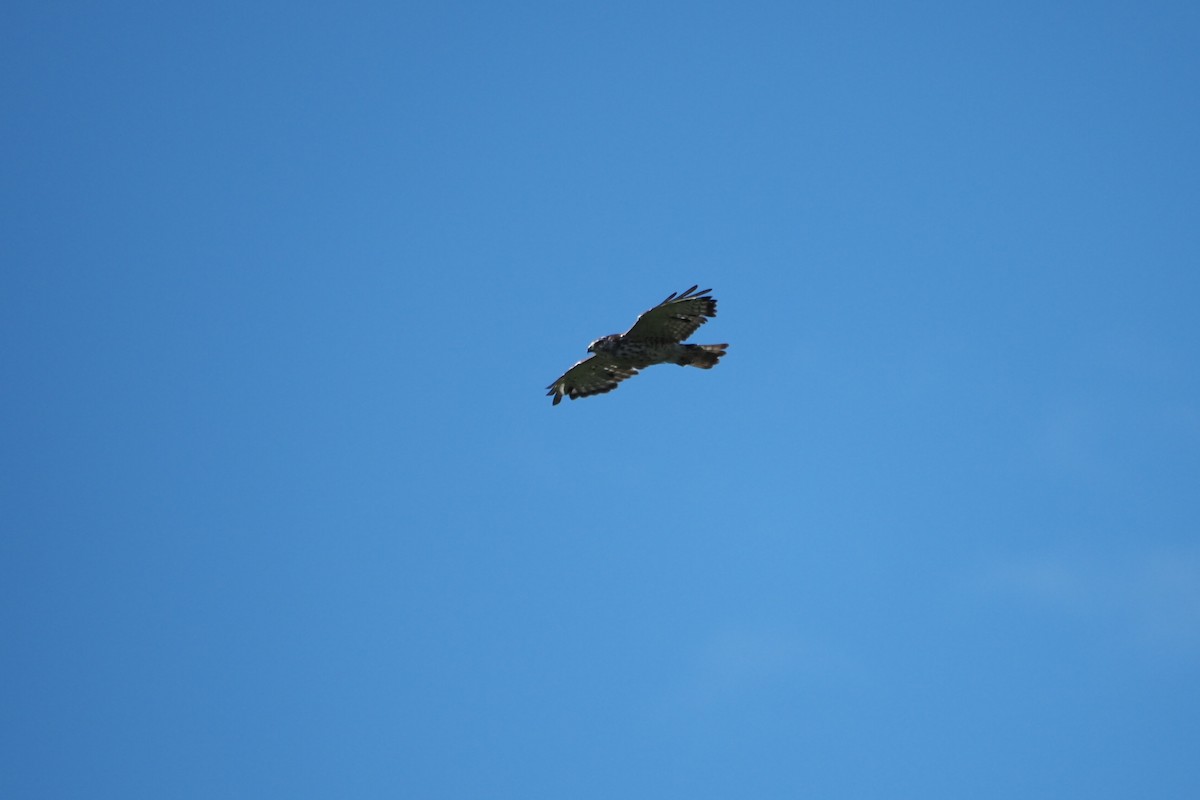 Broad-winged Hawk - ML621075893