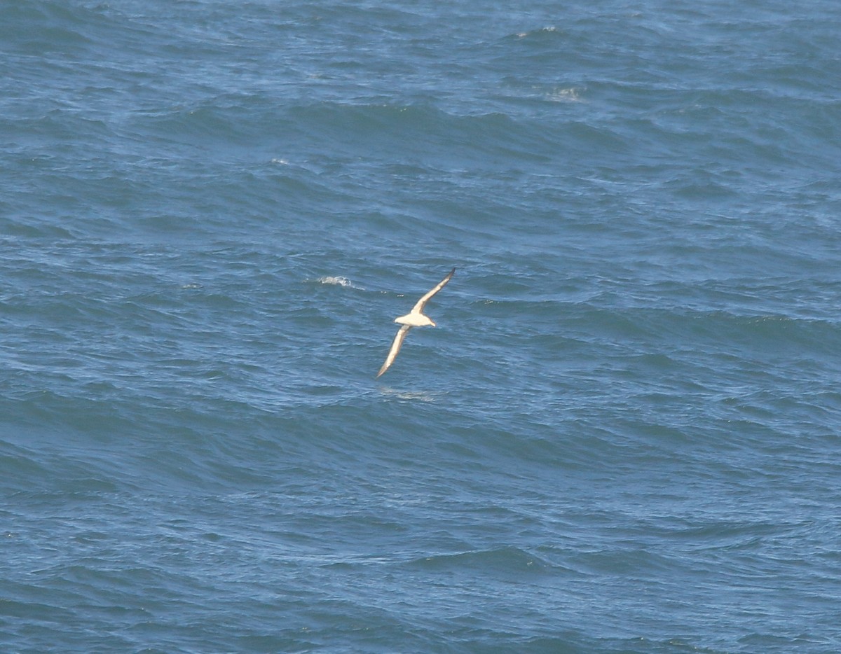 albatros černobrvý - ML621075909