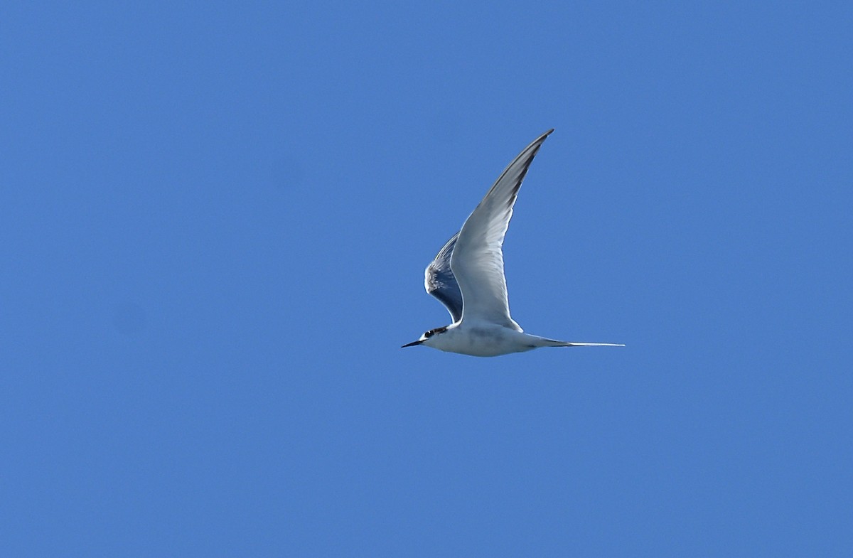 Common Tern - ML621075911