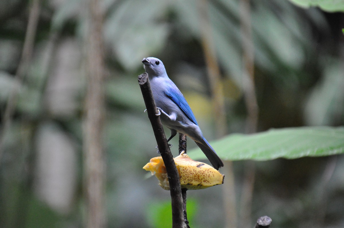 Blue-gray Tanager - ML621075916