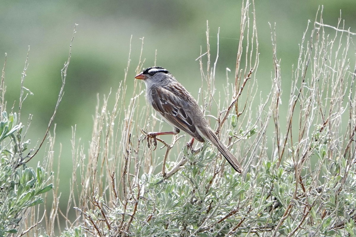 White-crowned Sparrow - ML621075971