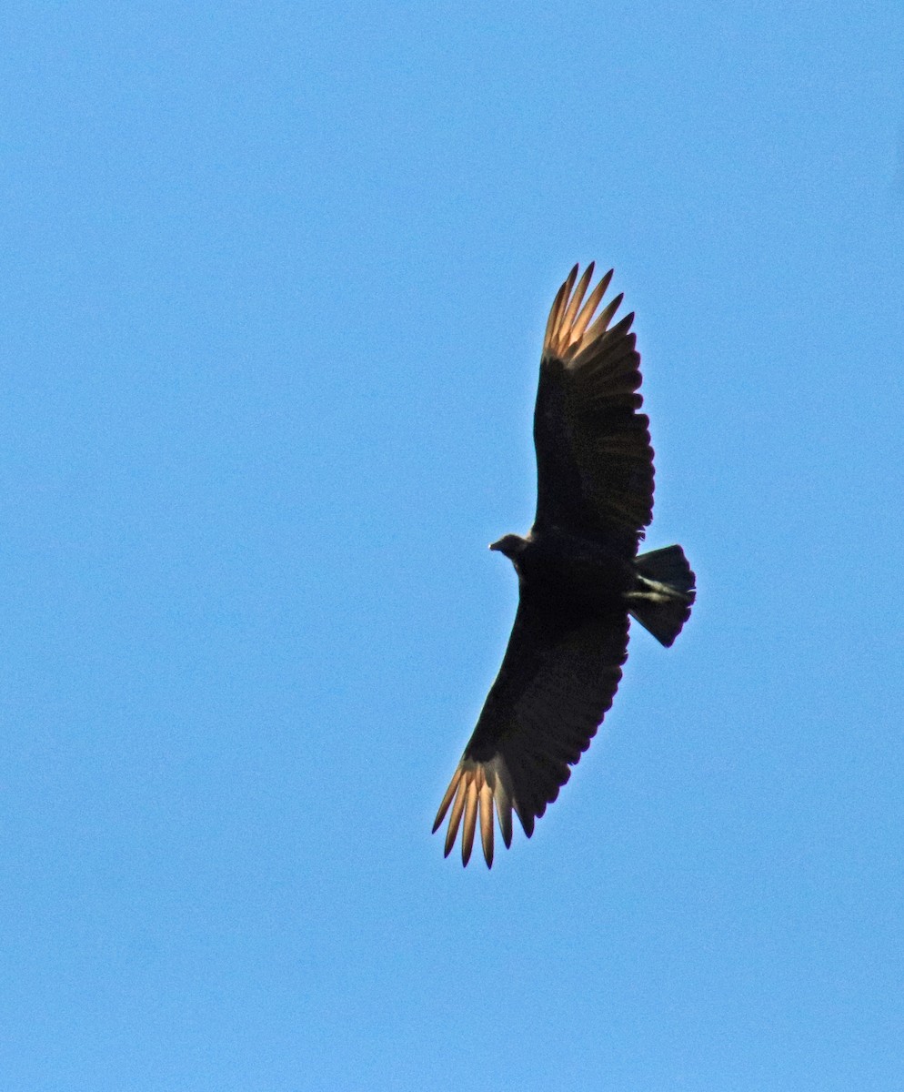 Black Vulture - ML621075976