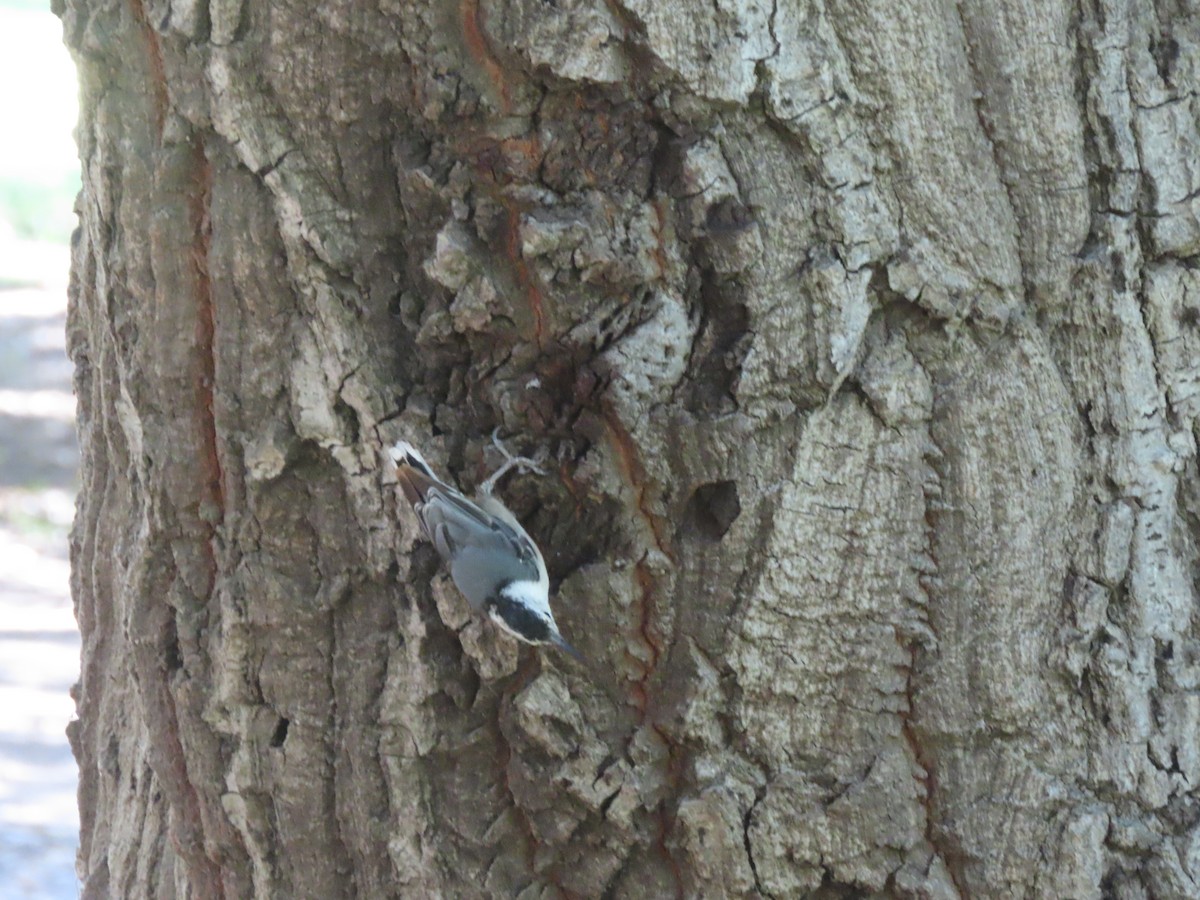 White-breasted Nuthatch - ML621075979